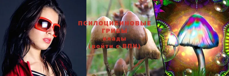 Псилоцибиновые грибы Psilocybe  Скопин 